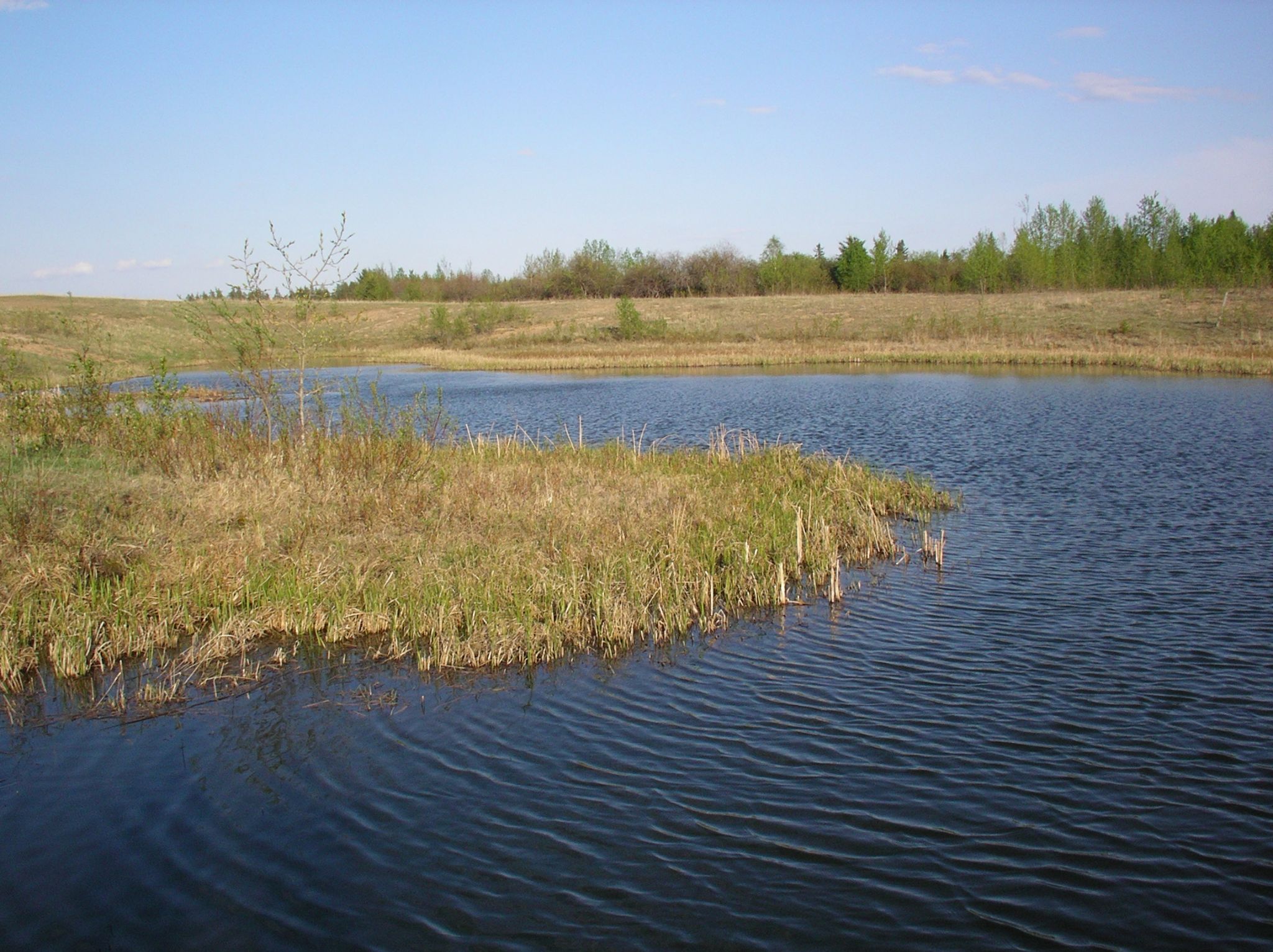 5   Pasture   breeding pond Big Pond 2006 05 11